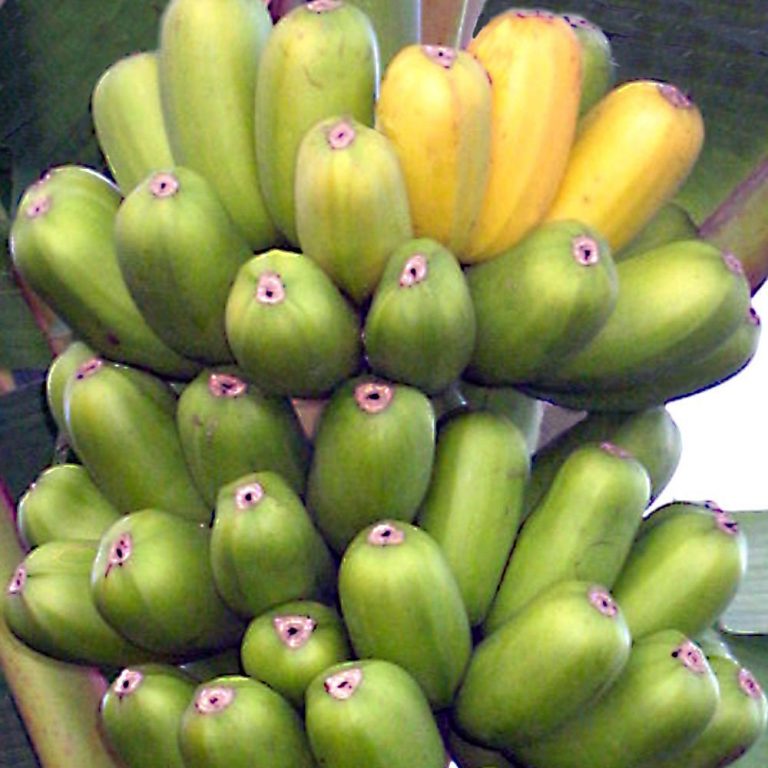 HUA MOA Popo'ulu Chicken Egg Banana Plant Hawaiian Plantain Banana