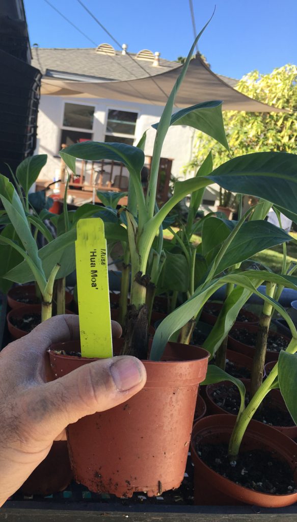 HUA MOA Popo'ulu Chicken Egg Banana Plant Hawaiian Plantain Banana