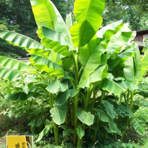 Musa Basjoo Cold Hardy Banana Plant