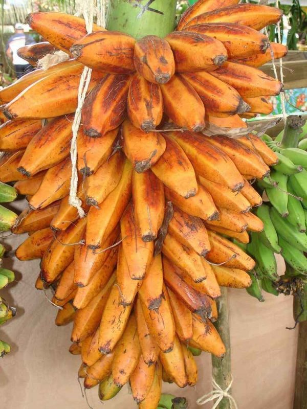 Fe'i Aiuri Banana Plant