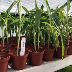 Fe'i Aiuri Banana Plant