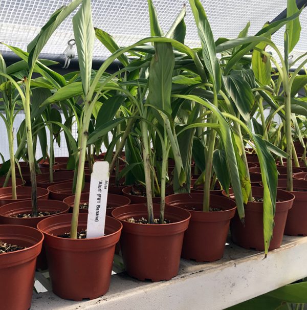 Fe'i Aiuri Banana Plant