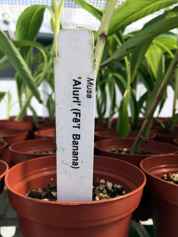 Fe'i Aiuri Banana Plant
