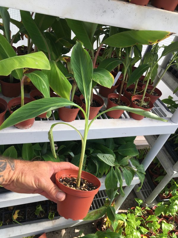Fe'i Aiuri Banana Plant