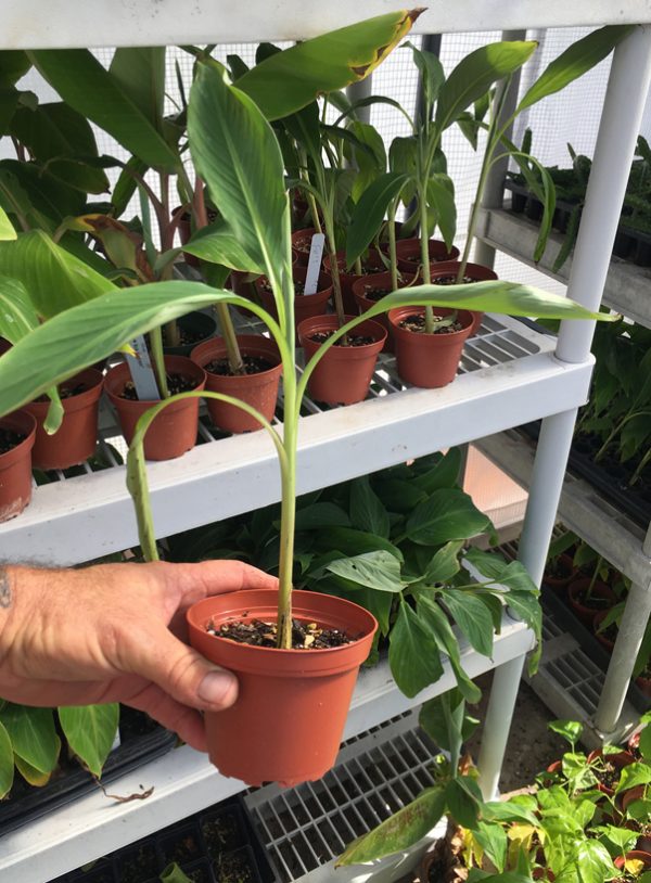 Fe'i Aiuri Banana Plant