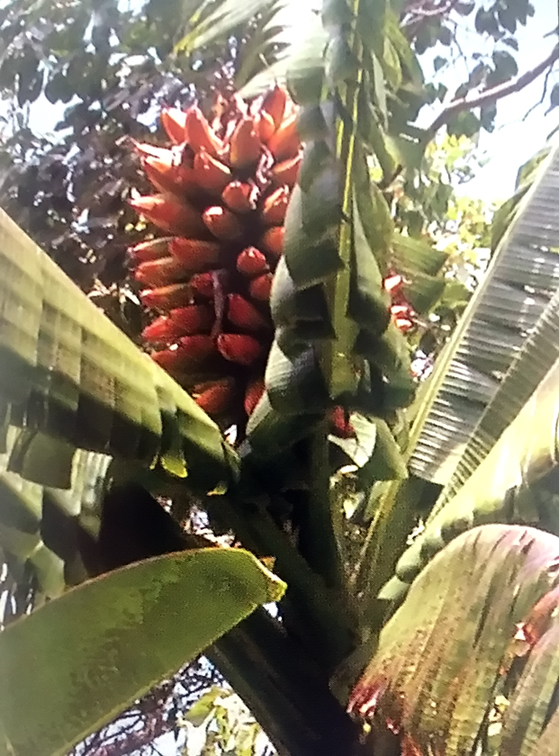 Fe'i Aiuri Banana Plant Upright