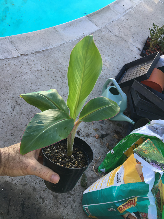 Blue Java Ice Cream Banana Real Blue Java Banana Plant Banana Trees For Sale