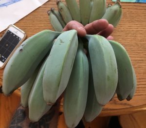 blue java bananas for sale blue java bananas for sale