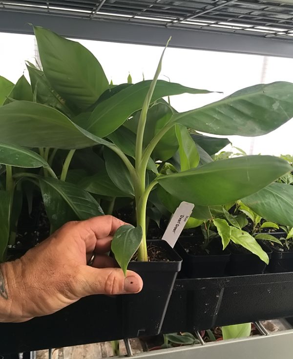 Dwarf Green Banana