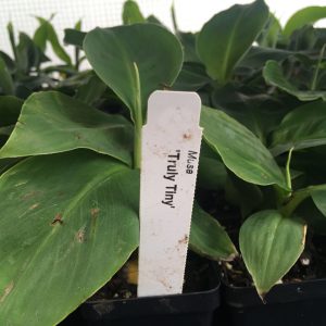 Truly Tiny Super Dwarf Banana
