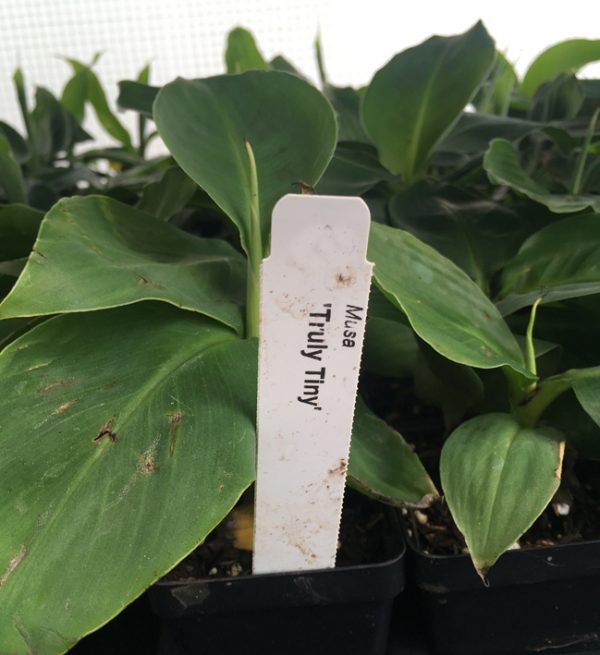 Truly Tiny Super Dwarf Banana