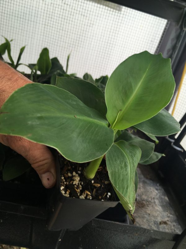 Truly Tiny Super Dwarf Banana
