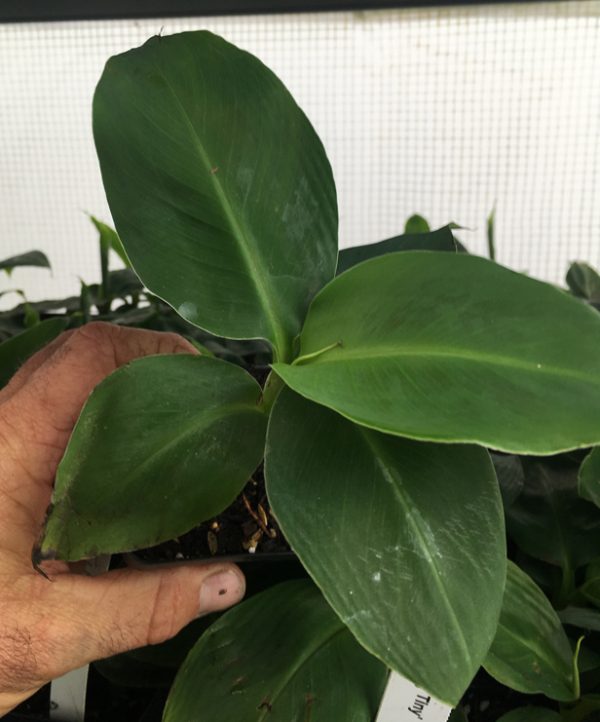 Truly Tiny Super Dwarf Banana