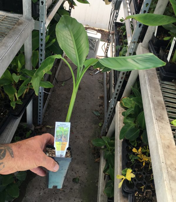 Mekong Giant Banana Plant Musa Itinerans Very Cold Hardy Banana Trees For Sale