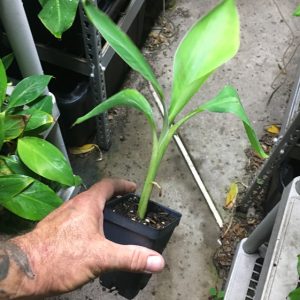 Dwarf Brazilian Banana Plant