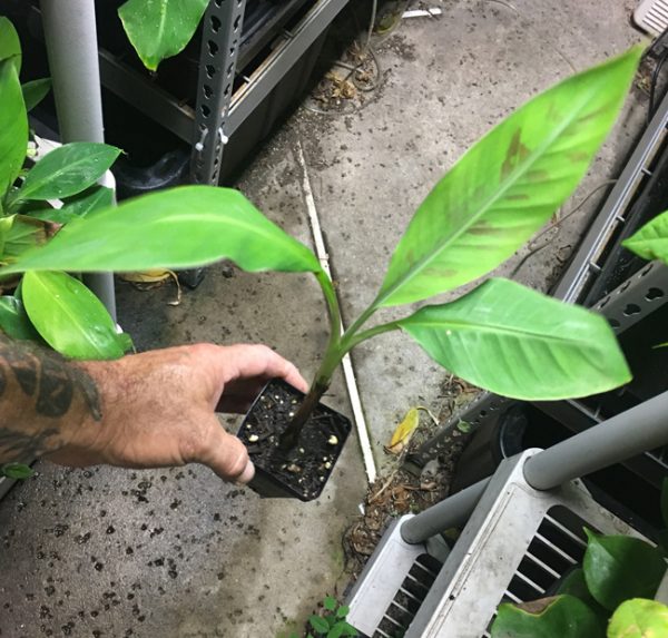 Dwarf Brazilian Banana Plant