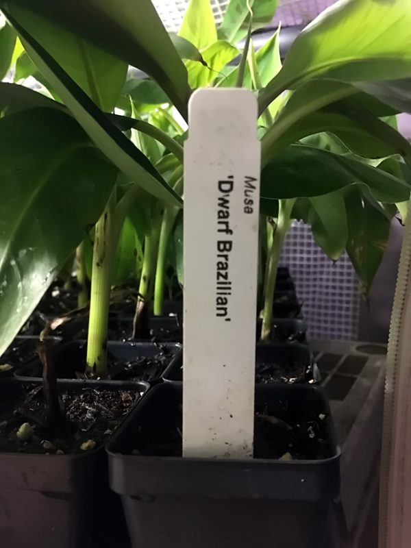 Dwarf Brazilian Banana Plant