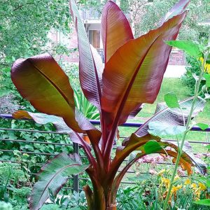 Ensete Maurelii - Red Abyssinian Banana