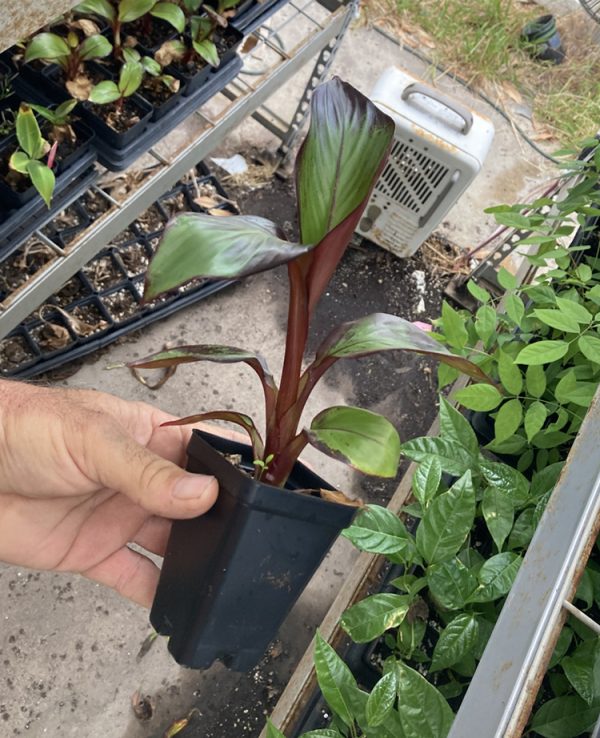 Ensete Maurelii – Red Abyssinian Banana