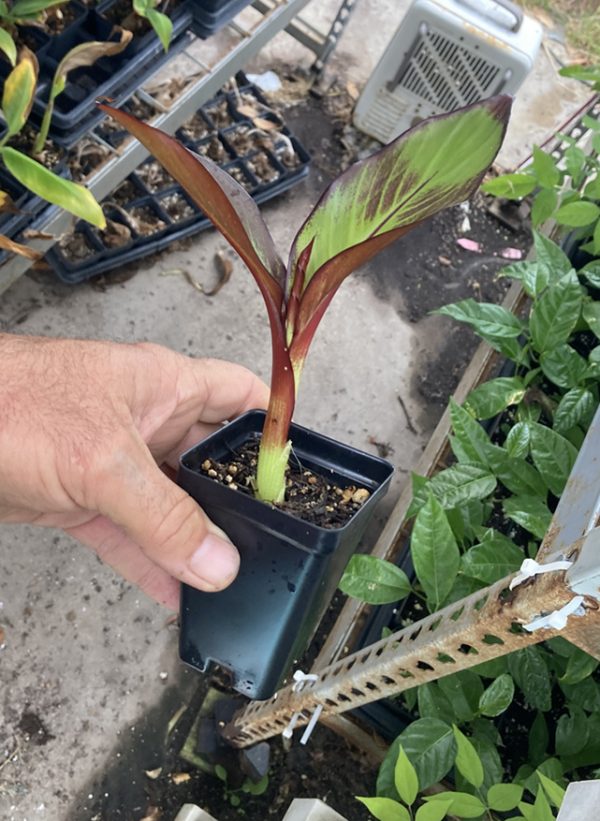 Ensete Maurelii – Red Abyssinian Banana