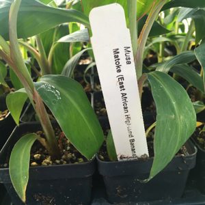 Matoke- Matooke-East African Highland bananas