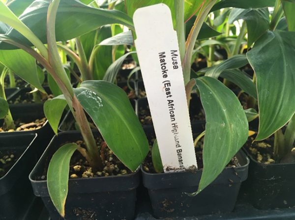 Matoke- Matooke-East African Highland bananas