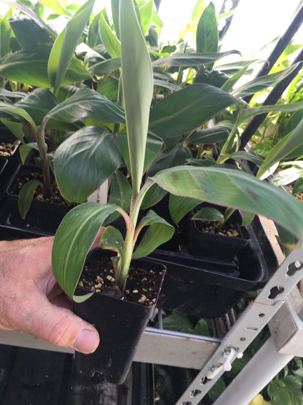 Matoke- Matooke-East African Highland bananas