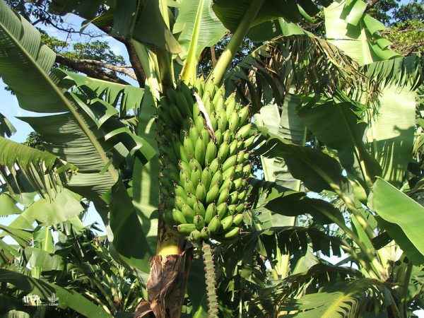 Matoke- Matooke-East African Highland bananas