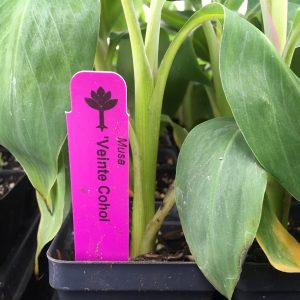 Veinte Cohol - Fast Fruiting Banana