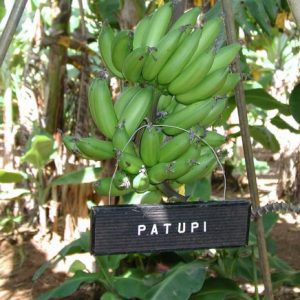 Patupi Banana