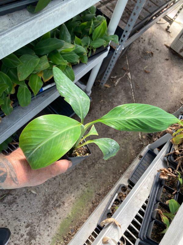 PRAYING HANDS BANANA PLANT