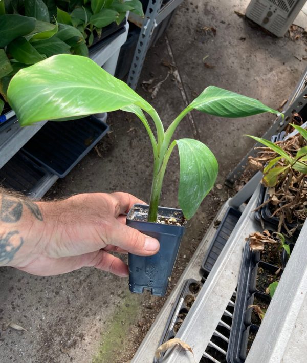 PRAYING HANDS BANANA PLANT
