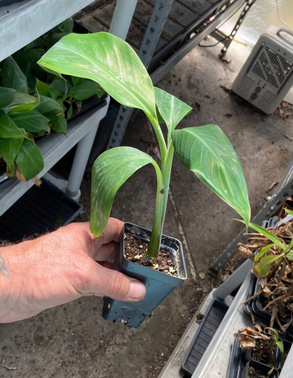 PRAYING HANDS BANANA PLANT