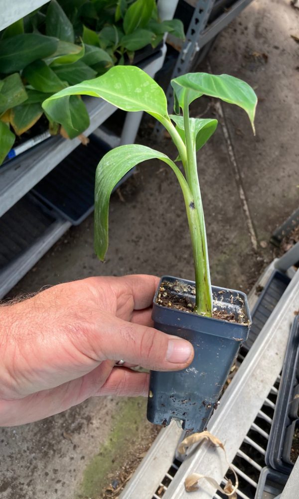 PRAYING HANDS BANANA PLANT