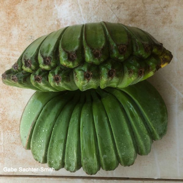 PRAYING HANDS BANANA PLANT