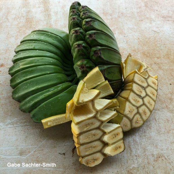 PRAYING HANDS BANANA PLANT