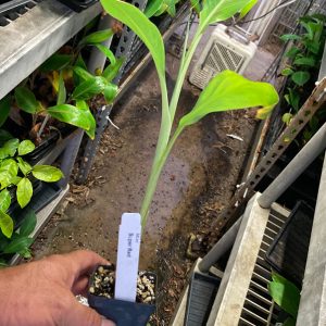 Super Red Plantain
