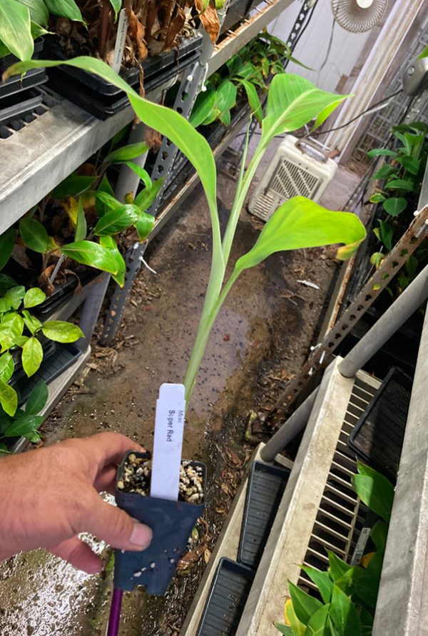 Super Red Plantain