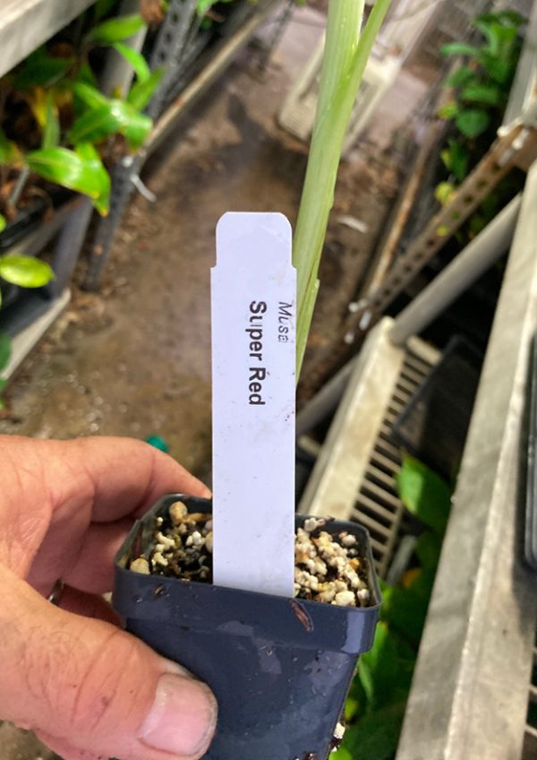 Super Red Plantain