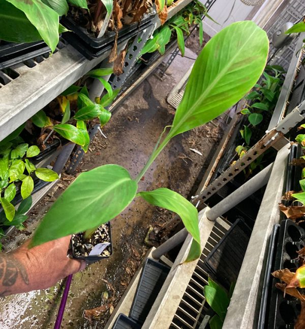 Super Red Plantain