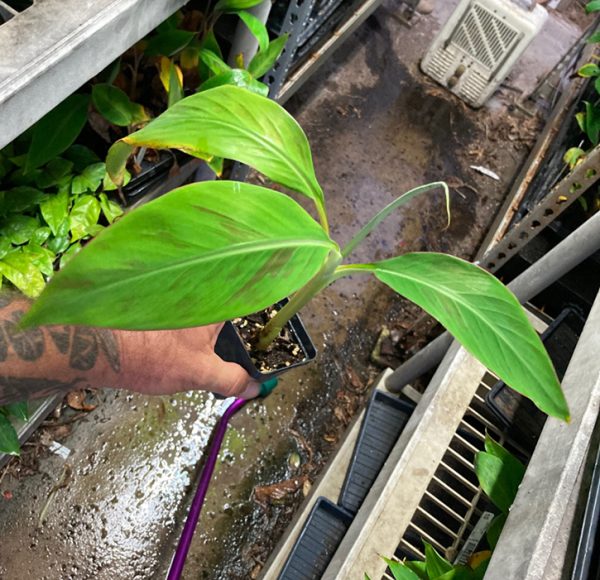 Super Red Plantain