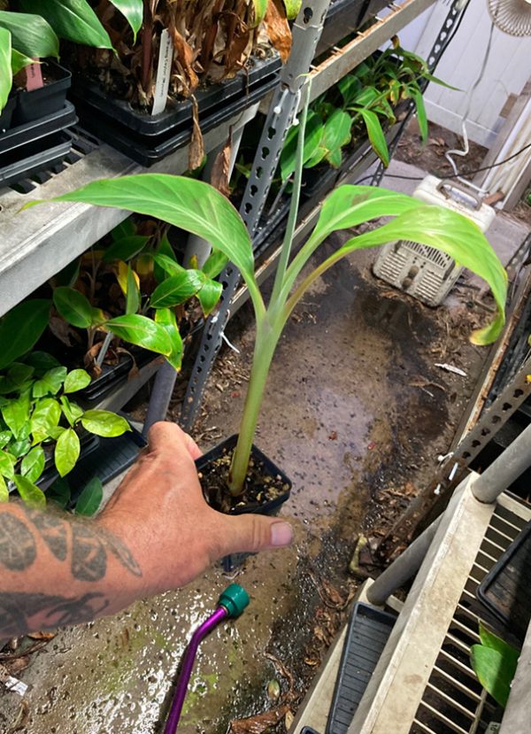 Super Red Plantain