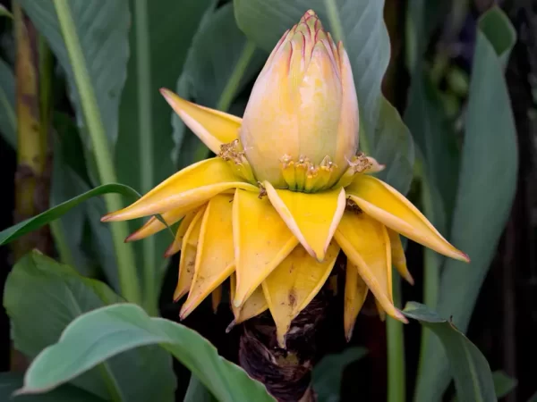 Musella lasiocarpa - Golden Lotus Banana