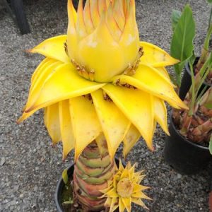 Musella lasiocarpa - Golden Lotus Banana