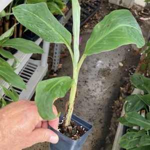 Musa balbisiana - Thai Black