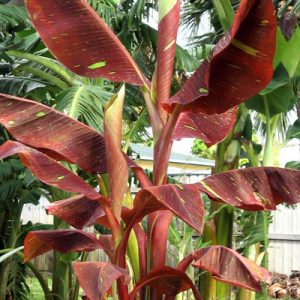 Siam Ruby Banana Plant