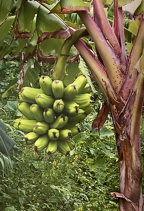 Putalinga Kula Banana