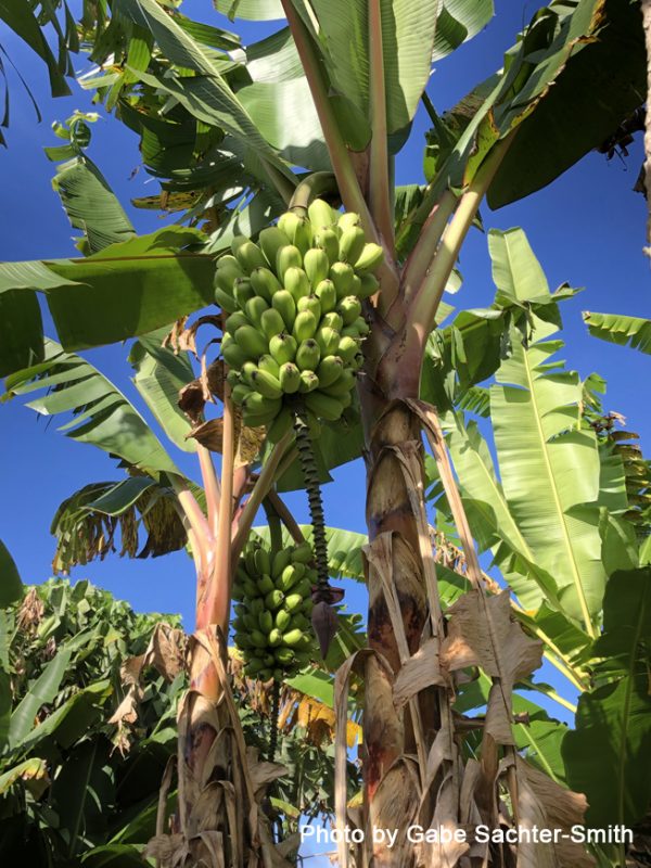 Putalinga Kula Banana