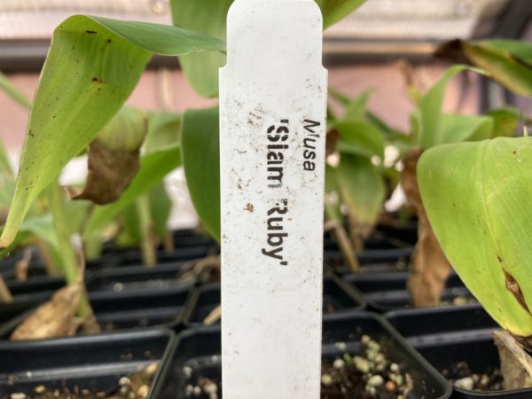 Siam Ruby Banana Plant