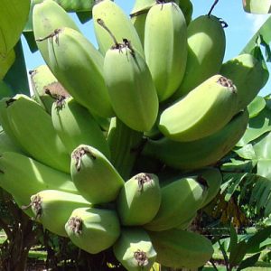 Cardaba Banana